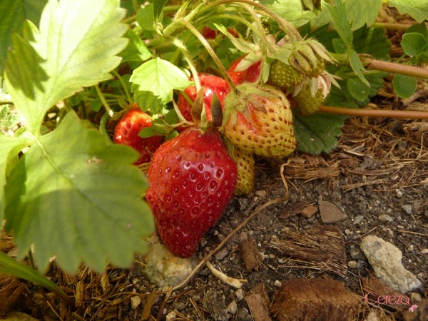 fraises du jardin