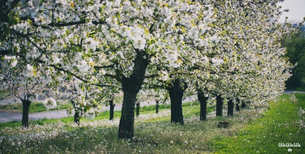 mariage printanier rose poudré shooting inspiration fleurs de cerisiers (31)
