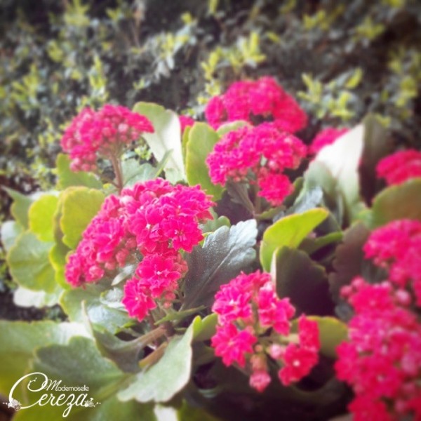 kalanchoé dans le jardin café jardin cereza