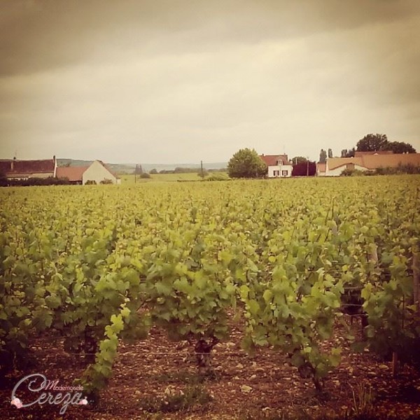 vignes de meursault grand cru de bourgogne