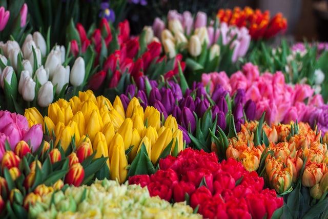 quelle fleur pousse en février